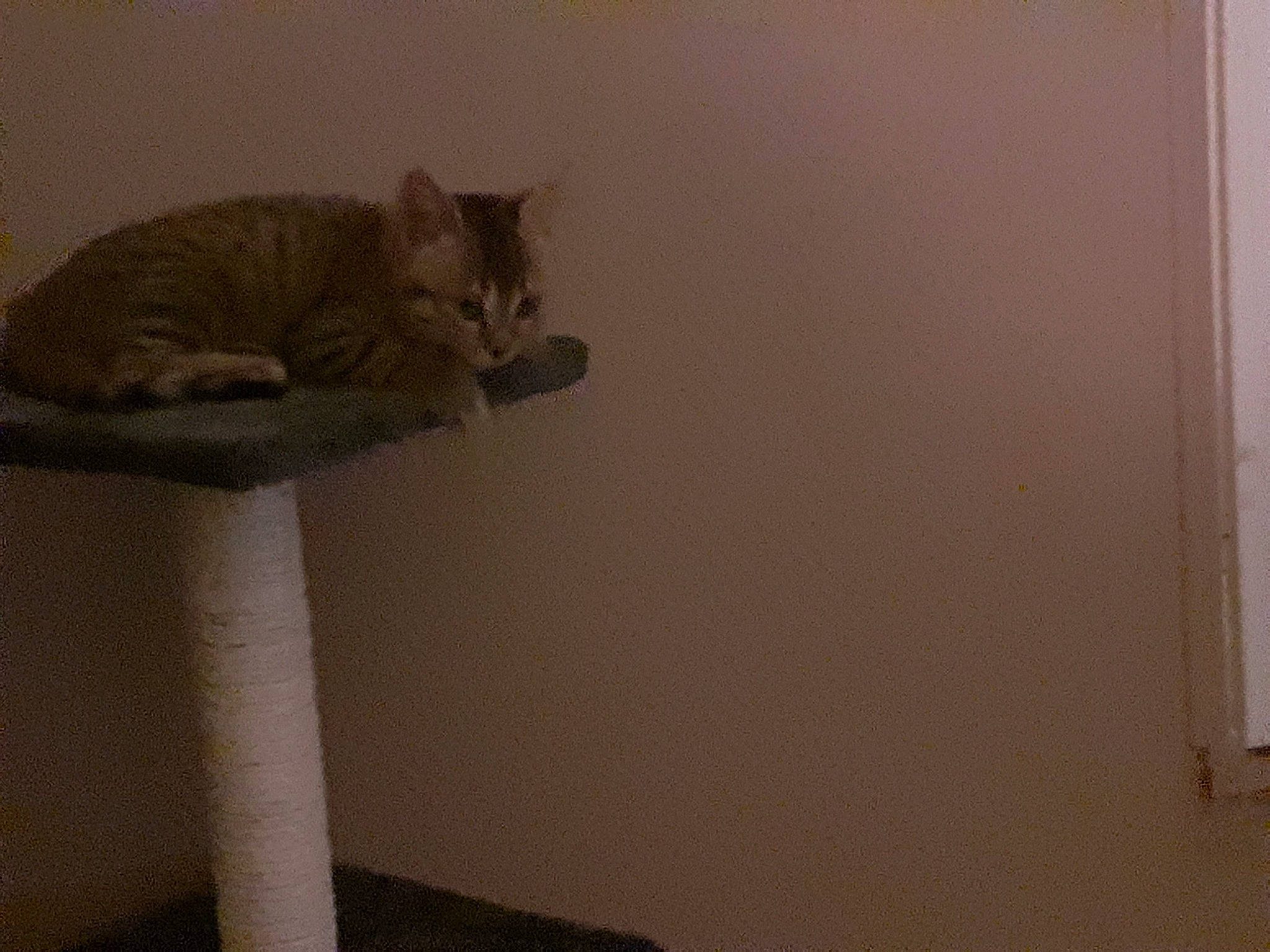 Leda a rejoint le concours — aidez-le/la à gagner de superbes lots ! british_shorthair, carnivore, cat, cat_furniture, domestic_short_haired_cat, european_shorthair, fawn, felidae, kitten, polydactyl_cat, room, small_to_medium_sized_cats, tail, whiskers