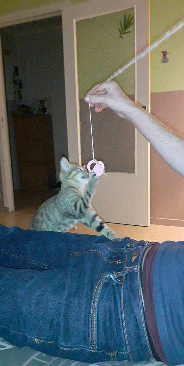 Leda participe au concours pour gagner de l'argent avec cette photo : american_shorthair, carnivore, cat, domestic_short_haired_cat, dragon_li, ear, egyptian_mau, european_shorthair, fawn, felidae, ocicat, pixie_bob, small_to_medium_sized_cats, whiskers