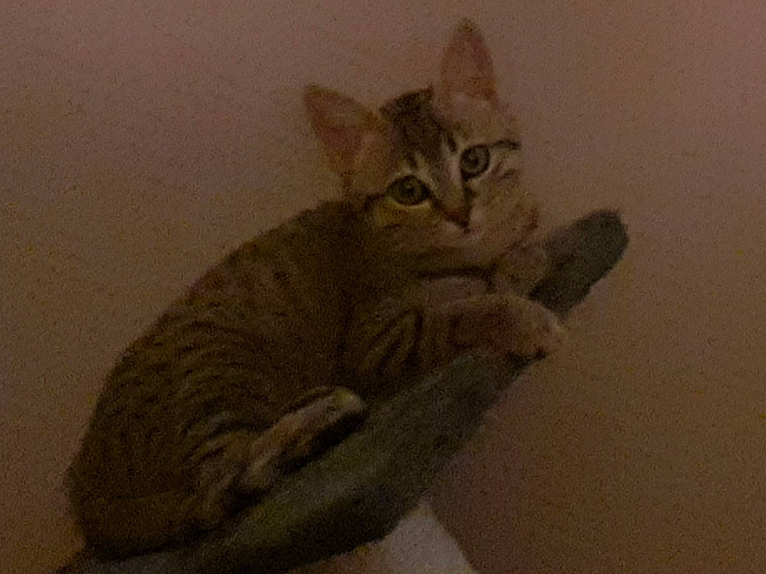 Leda participe au concours pour gagner de l'argent avec cette photo : aegean_cat, asian, australian_mist, california_spangled, carnivore, cat, chausie, domestic_short_haired_cat, dragon_li, european_shorthair, felidae, kitten, mammal, ocicat, pixie_bob, small_to_medium_sized_cats, sokoke, tabby_cat, tail, whiskers