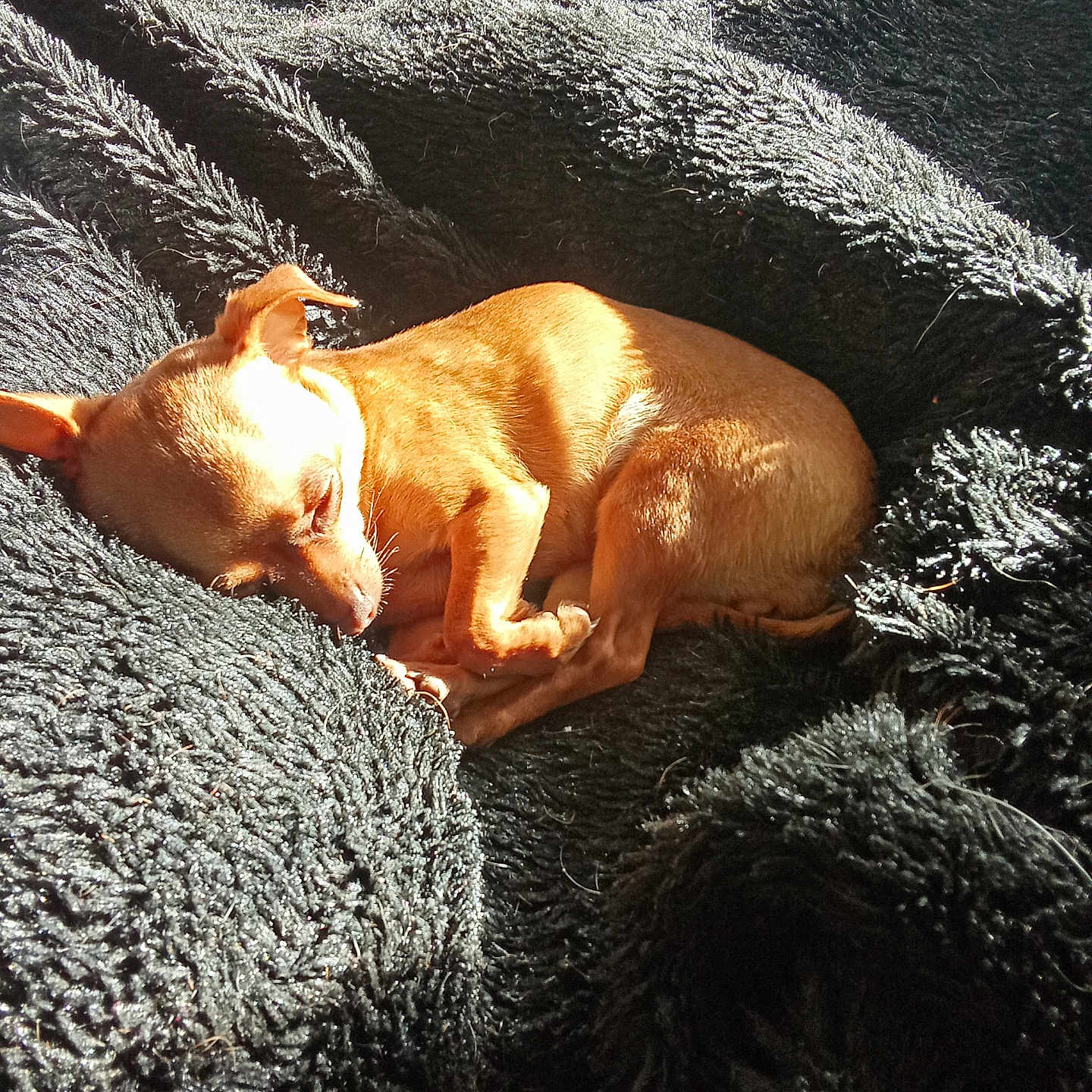 Tabatha a rejoint le concours — aidez-le/la à gagner de superbes lots ! animal, bear, bed, bedroom, blanket, canine, chihuahua, dog, furniture, homedecor, hound, indoors, linen, person, pet, puppy, quilt, room, sleeping, towel