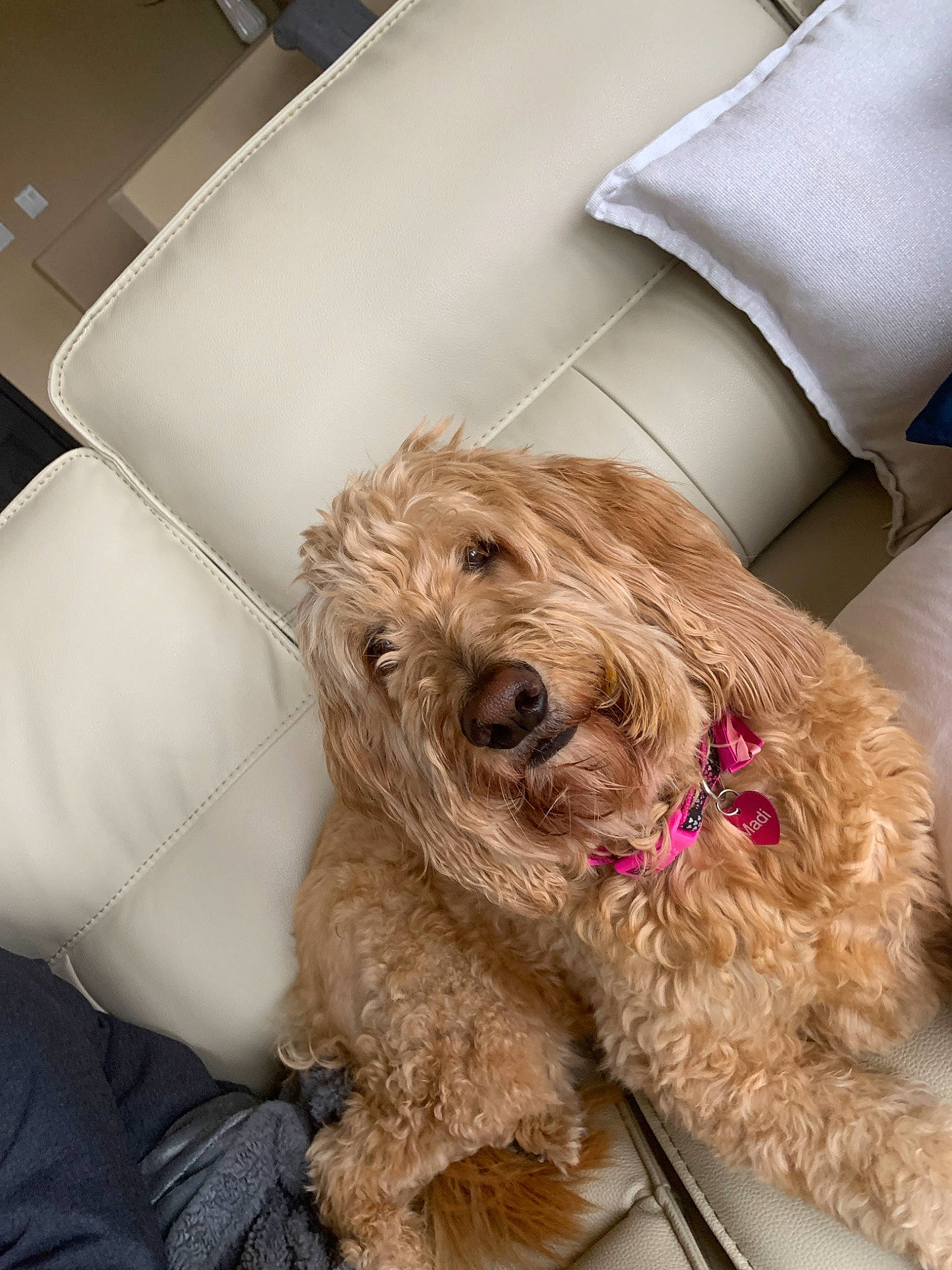 Madi is registered to the contest to win money with this photo: canidae, carnivore, cockapoo, companion_dog, dog, dog_breed, dutch_smoushond, glen_of_imaal_terrier, goldendoodle, irish_soft_coated_wheaten_terrier, labradoodle, mammal, petit_basset_griffon_vendeen, poodle_crossbreed, rare_breed_dog, schnoodle, sporting_group, sporting_lucas_terrier, terrier, vertebrate