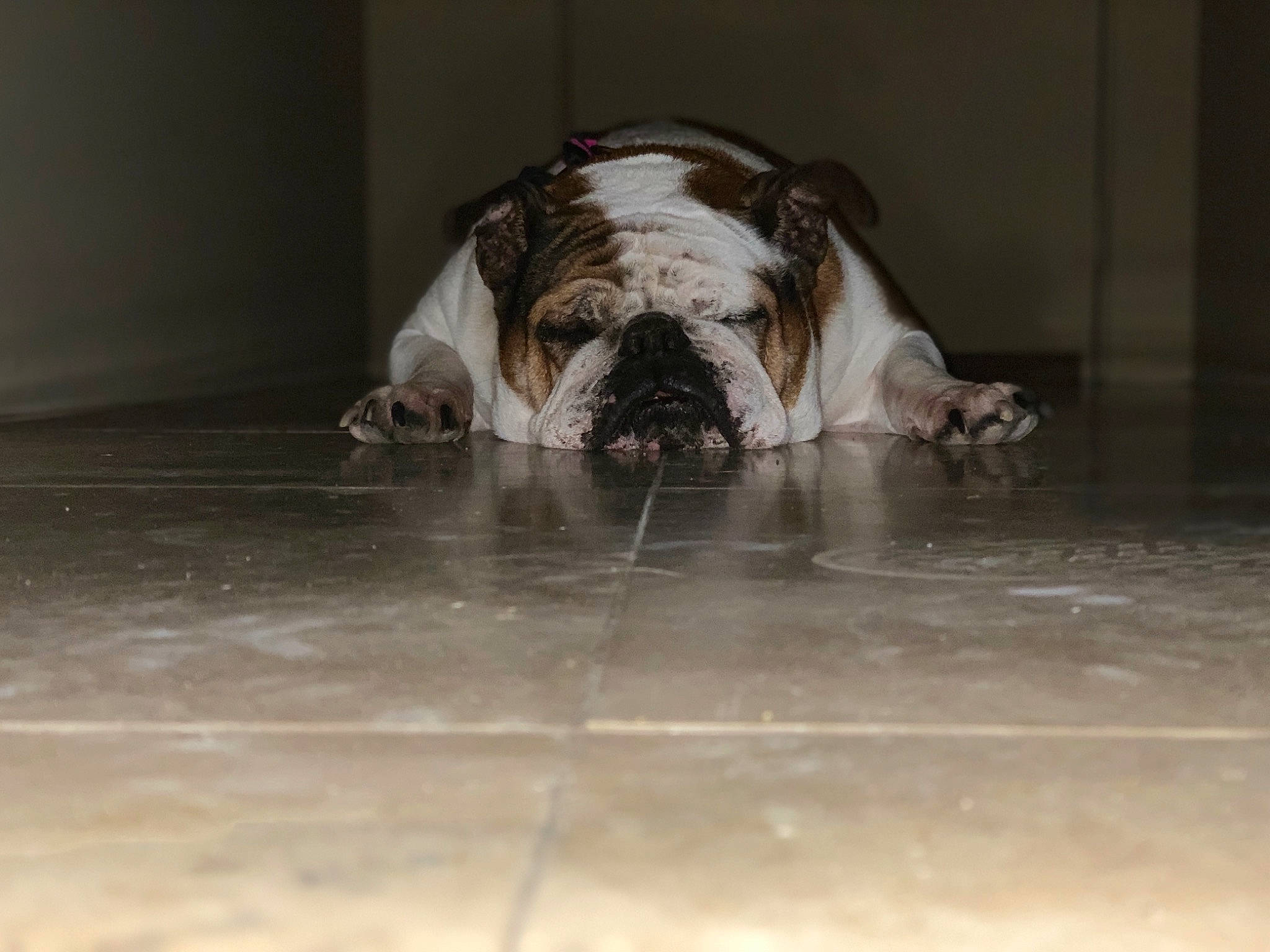 Juicy joined the competition — help win amazing prizes! american_bulldog, australian_bulldog, british_bulldogs, bulldog, canidae, carnivore, companion_dog, dog, dog_breed, fawn, mammal, non_sporting_group, nose, old_english_bulldog, olde_english_bulldogge, renascence_bulldogge, snout, toy_bulldog, valley_bulldog, white_english_bulldog