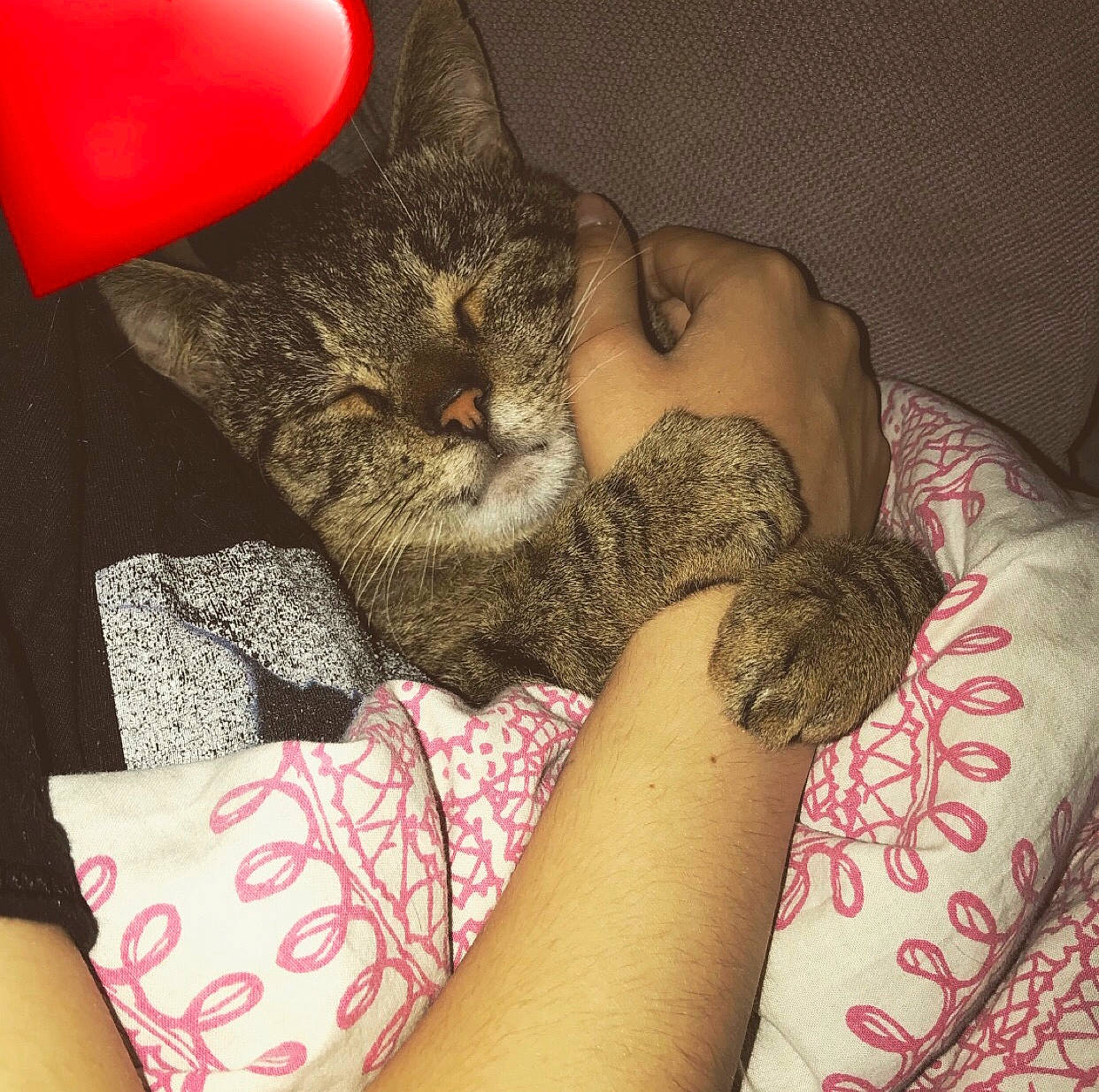 Cappuccino participe au concours pour gagner de l'argent avec cette photo : asian, carnivore, cat, comfort, cushion, domestic_short_haired_cat, ear, egyptian_mau, european_shorthair, felidae, kitten, leg, love, nap, skin, sleep, small_to_medium_sized_cats, tabby_cat, thigh, whiskers