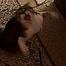 Merlin is registered to the contest to win money with this photo: animal, blurry, brown, carpet, cat, energetic, feline, floor, fur, home, indoor, motion_blur, moving, pattern, paw, pet, playful, tail, white, yawning