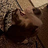Merlin is registered to the contest to win money with this photo: animal, blur, carpet, cat, cute, domestic, feline, floor, fur, home, indoor, motion, mouth, paw, pet, playful, tabby, tail, whiskers, yawn