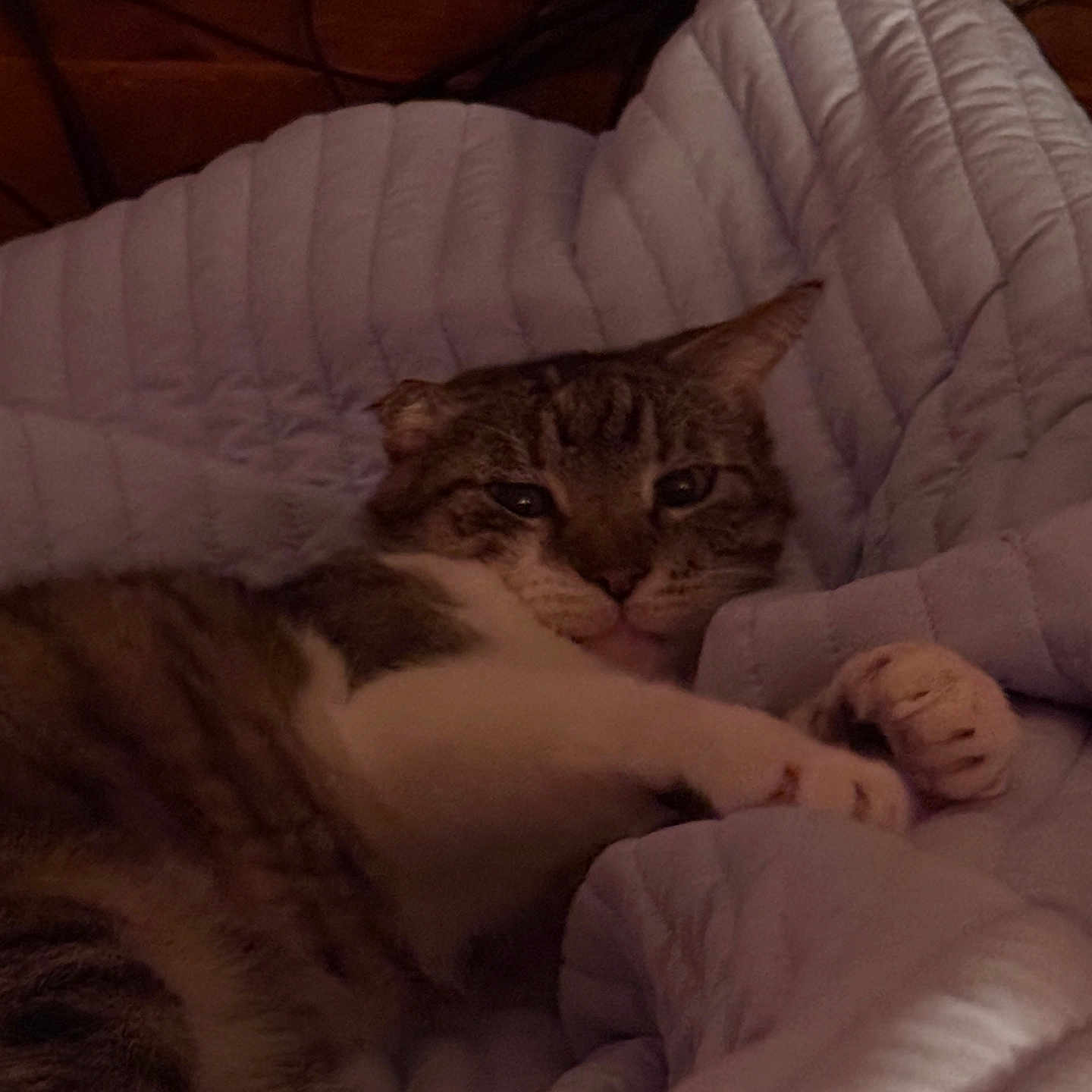 Merlin