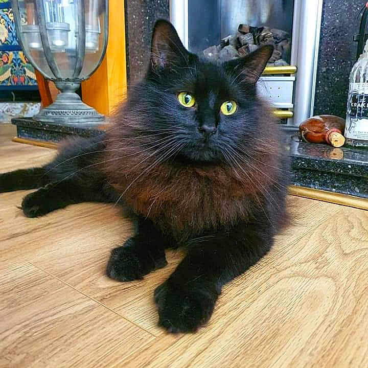 Ragnar joined the competition — help win amazing prizes! animal, blackcat, cat, device, electricaldevice, glass, goblet, hardwood, indoors, interiordesign, jar, kitten, manx, pet, plant, pottedplant, pottery, stainedwood, vase, wood