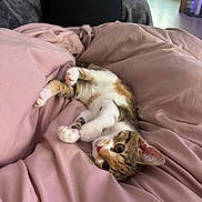 Pixie a rejoint le concours — aidez-le/la à gagner de superbes lots ! animal, bed, cat, cozy, cute, domestic, ears, fur, indoor, kitten, paws, pet, pink_blanket, playful, relaxed, resting, soft, tabby, whiskers, young