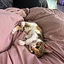 animal, bed, cat, cozy, cute, domestic, ears, fur, indoor, kitten, paws, pet, pink_blanket, playful, relaxed, resting, soft, tabby, whiskers, young