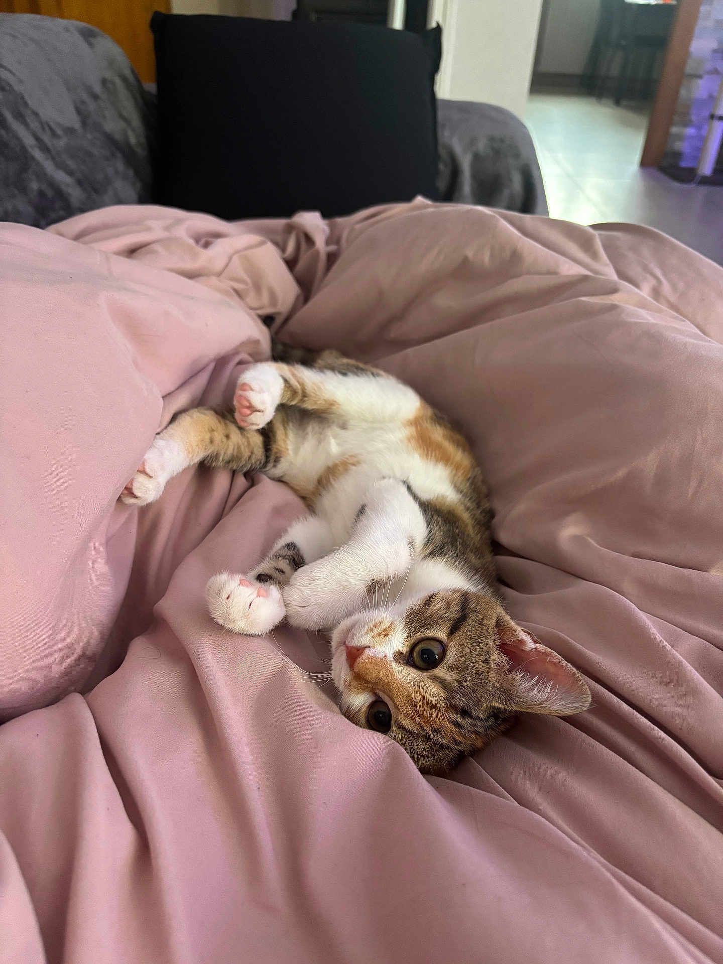 Pixie a rejoint le concours — aidez-le/la à gagner de superbes lots ! animal, bed, cat, cozy, cute, domestic, ears, fur, indoor, kitten, paws, pet, pink_blanket, playful, relaxed, resting, soft, tabby, whiskers, young