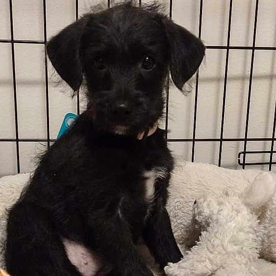 Vader