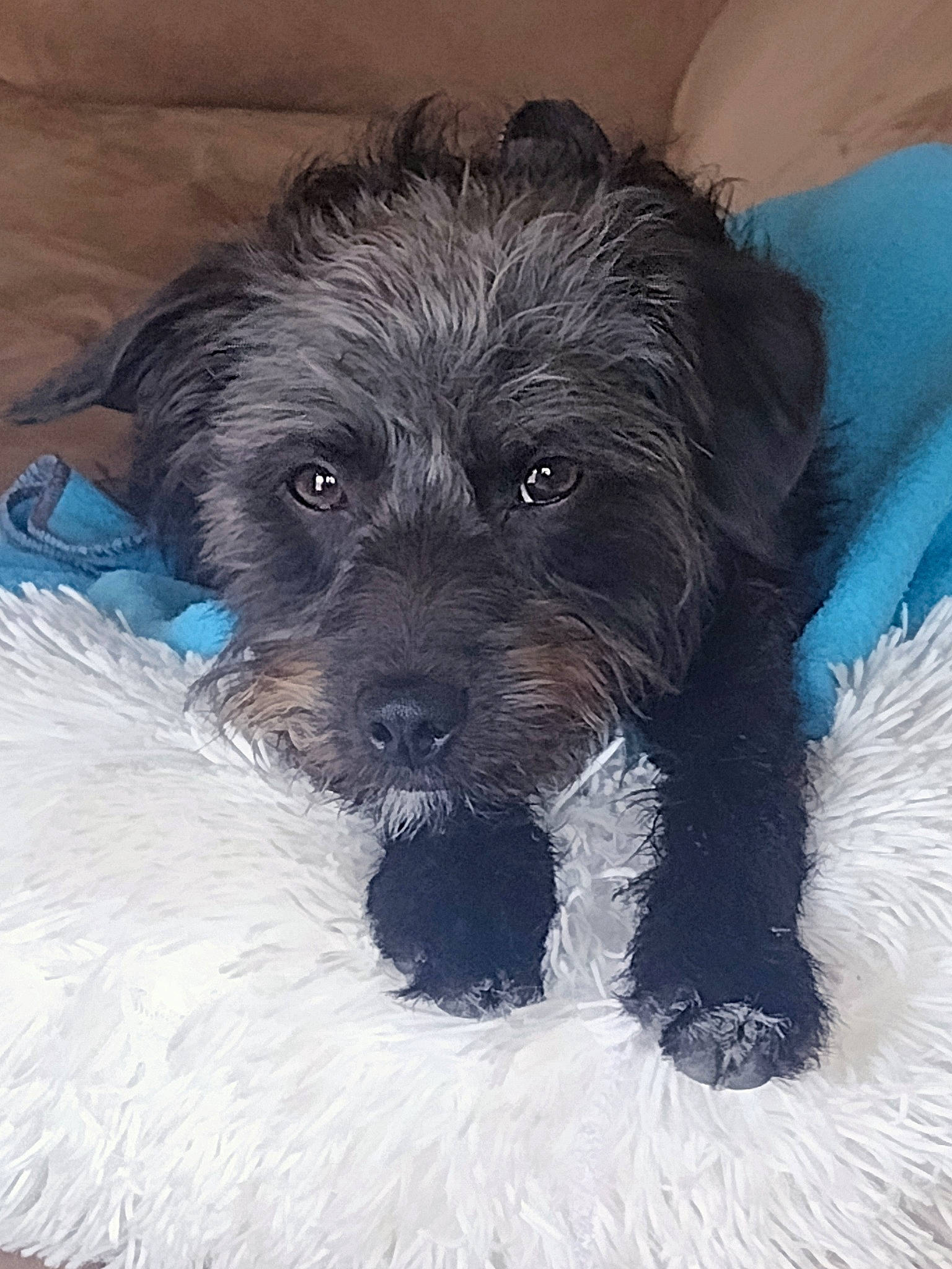 Vader joined the competition — help win amazing prizes! canidae, carnivore, companion_dog, dog, dog_breed, dog_supply, electric_blue, fur, labradoodle, maltepoo, paw, small_terrier, snout, sporting_group, terrier, toy, toy_dog, water_dog, working_animal, yorkipoo