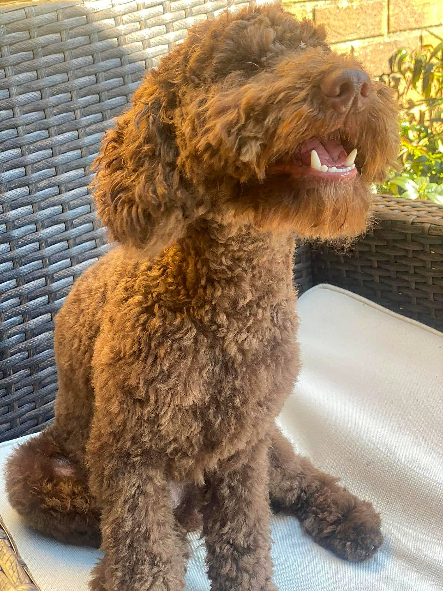 Cass is registered to the contest to win money with this photo: canidae, carnivore, companion_dog, dog, dog_breed, dog_collar, fur, labradoodle, liver, pet_supply, poodle, poodle_crossbreed, snout, sporting_group, terrestrial_animal, terrier, toy, toy_dog, water_dog, working_animal