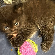 Jinx is registered to the contest to win money with this photo: animal, blanket, blue_surface, brown, claw, cozy, cute, domestic_cat, fur, furry, indoor, kitten, licking, paw, pet, playful, resting, small, toy_ball, young