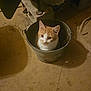 cat, bucket, orange_cat, white_cat, indoor, floor, shadow, curious, pet, animal, metal_bucket, cozy, rustic, quiet, alone, looking_up, feline, domestic_cat, whiskers, ears