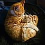 animal, blanket, cat, cozy, curled_up, cute, domestic_cat, feline, fur, ginger_cat, indoor, paw, pet, relaxation, resting, sleeping, soft_light, tail, whiskers, white_fur