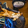 backpack, blanket, cap, casual, cat, clothing, cord, cozy, domestic, feline, floor, fur, indoor, messy, orange_cat, pile, relaxed, resting, sleepy, white_cat