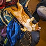 animal, bedroom, blanket, cat, clothes, cozy, feline, floor, fur, indoor, messy, orange_cat, paw, pet, relaxed, resting, sleeping, stretching, string, white_cat