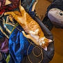 animal, bag, blanket, casual, cat, clothing, comfortable, cord, cozy, fabric, feline, floor, indoor, lying_down, orange_cat, pet, relaxed, resting, warm_lighting, white_cat