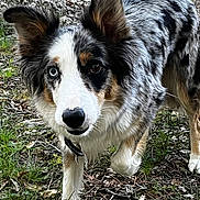 Roxane participe au concours pour gagner de l'argent avec cette photo : dog, australian_shepherd, blue_merle, heterochromia, forest_floor, grass, leaves, outdoor, animal, pet, fur, ears, nose, walking, alert, curious, nature, mammal, close_up, canine