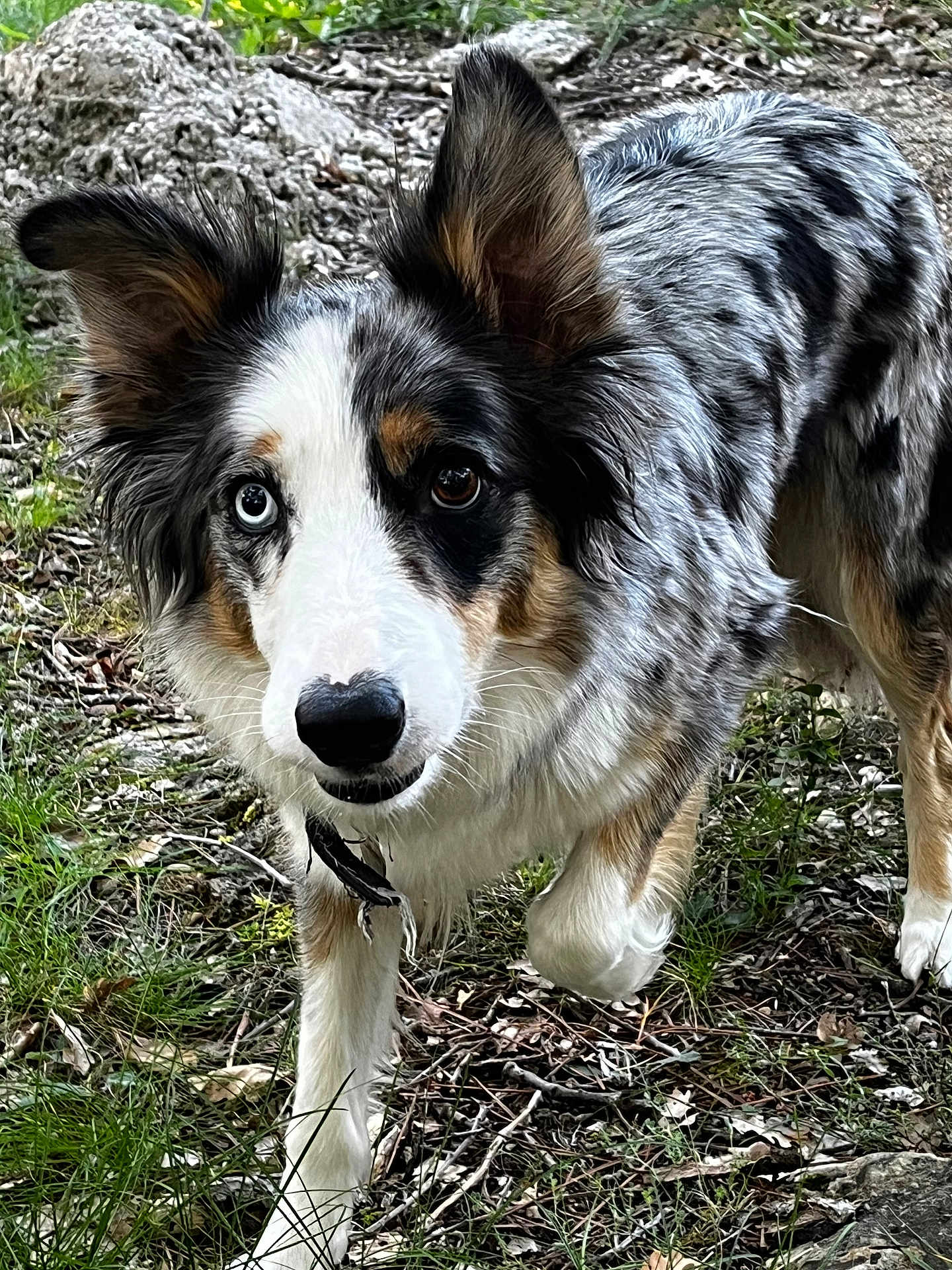 Roxane participe au concours pour gagner de l'argent avec cette photo : dog, australian_shepherd, blue_merle, heterochromia, forest_floor, grass, leaves, outdoor, animal, pet, fur, ears, nose, walking, alert, curious, nature, mammal, close_up, canine
