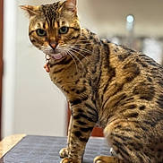 Lucy is registered to the contest to win money with this photo: cat, bengal_cat, pet, animal, feline, sitting, indoor, collar, bell, whiskers, fur, spot_pattern, green_eyes, portrait, curious, mat, closeup, domestic_animal, soft_background, focused
