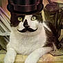 Soup joined the competition — help win amazing prizes! animal, black_and_white, cat, claws, cute, digital_edit, domestic_cat, ears, eyes, feline, funny, indoor, lying_down, mustache, nose, pet, portrait, resting, top_hat, whiskers