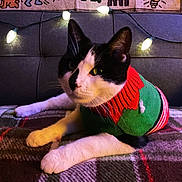 Soup joined the competition — help win amazing prizes! animal, black_and_white_cat, cat, close_up, comfort, cozy, cute, decor, feline, fur, holiday, indoor, pet, plaid_blanket, relaxed, resting, string_lights, sweater, warm_lighting, whiskers