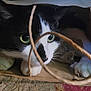 Soup joined the competition — help win amazing prizes! animal, black_and_white, cat, claws, close_up, curious, cute, domestic, eye_contact, feline, green_eyes, hiding, indoor, paper_bag, paws, pet, playful, soft_light, texture, whiskers