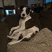 Zoe is registered to the contest to win money with this photo: air_conditioner, blanket, brown, collar, couch, cozy, curtains, cushion, dog, furniture, household, indoor, living_room, pet, relaxed, sitting, spotted, white, window, wooden_frame