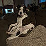 air_conditioner, blanket, brown, collar, couch, cozy, curtains, cushion, dog, furniture, household, indoor, living_room, pet, relaxed, sitting, spotted, white, window, wooden_frame