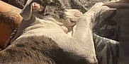 Zoe joined the competition — help win amazing prizes! animal, blanket, closeup, comfort, companion, cozy, dog, fur, indoor, laying, paw, pet, quiet, relaxed, resting, sleeping, snuggle, soft, tattoo, warm