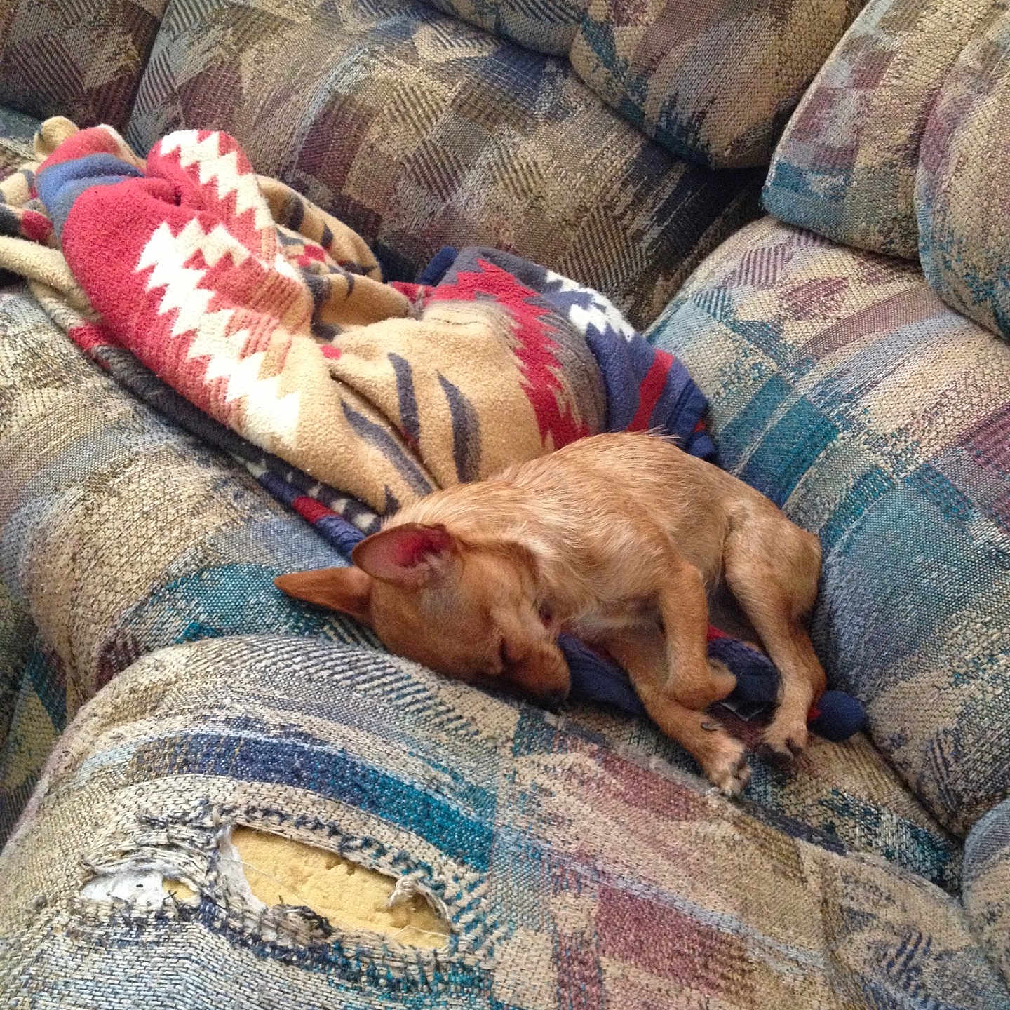 Bella joined the competition — help win amazing prizes! animal, blanket, comfort, couch, cozy, dog, domestic, fabric, fur, home, indoor, nap, patterned, pet, quiet, relaxing, resting, sleeping, small_dog, worn