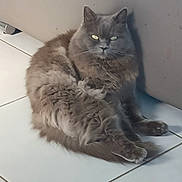 Manou participe au concours pour gagner de l'argent avec cette photo : animal, cat, cute, domestic_animal, feline, floor, fluffy_fur, fur, gray_cat, green_eyes, home, indoor, looking, mammal, paw, pet, resting, sitting, tile_floor, wall
