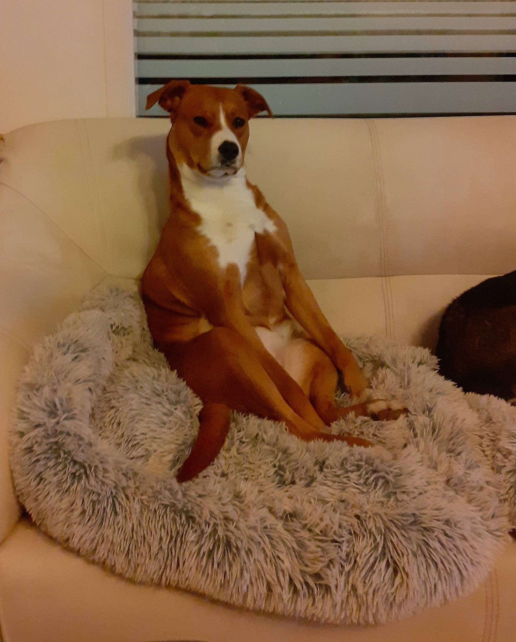 Ria participe au concours pour gagner de l'argent avec cette photo : canidae, carnivore, comfort, companion_dog, couch, dog, dog_bed, dog_breed, dog_supply, fawn, flooring, fur, hardwood, liver, paw, pet_supply, sporting_group, tail, wood, working_animal