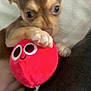 puppy, dog, small_dog, chihuahua, toy, plush_toy, red_toy, ball, paw, ears, eyes, close_up, indoor, blanket, hand, cute, pet, playing, bed, snuggle