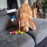 brown_dog, canine, carpet, chewing, coat, couch, dog, door, furniture, gray, home_decor, indoor, living_room, pet, plant, playful, small_dog, table, toy, wooden_chair