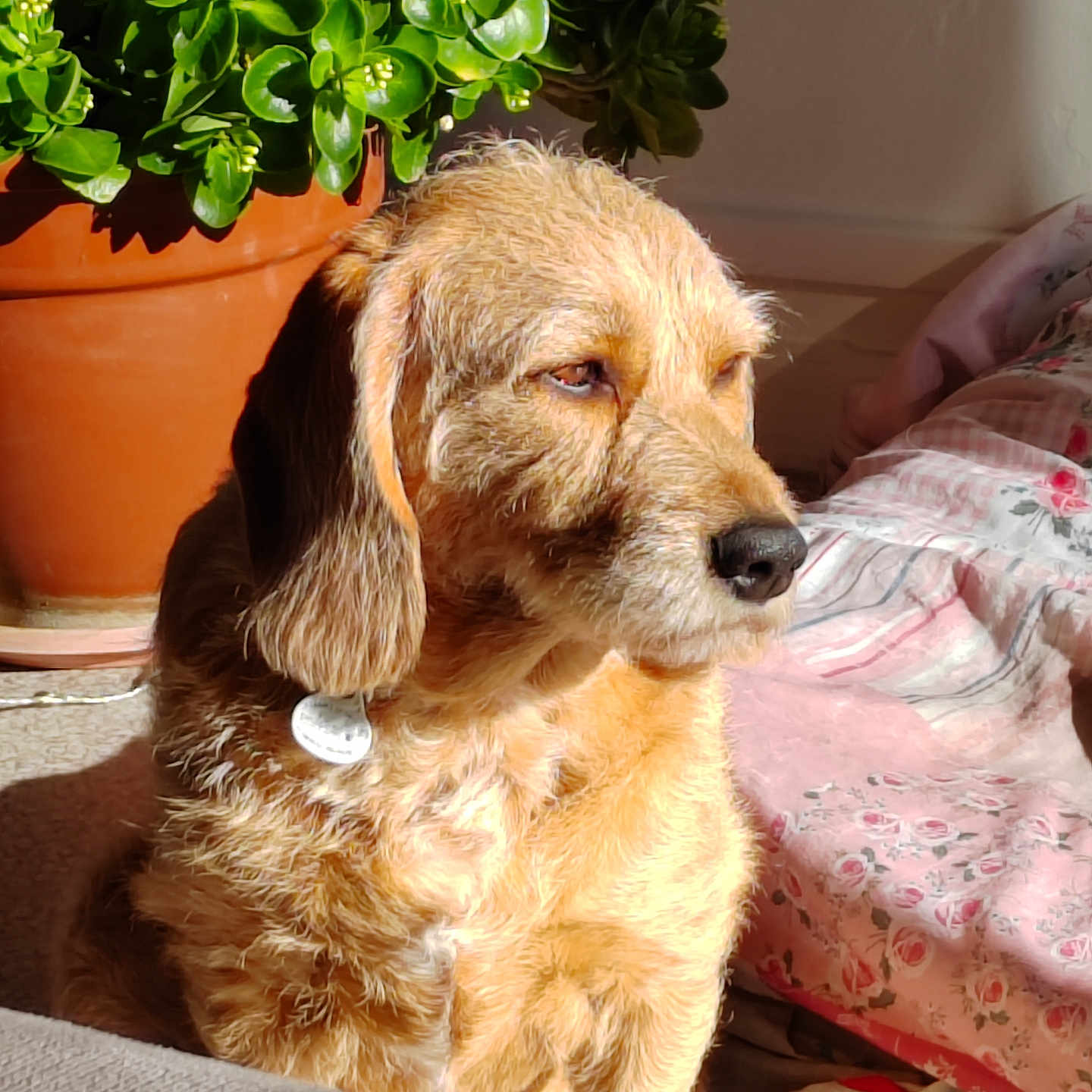 Nala participe au concours pour gagner de l'argent avec cette photo : airedale, animal, canine, cookware, couch, dog, flower, flowerarrangement, furniture, goldenretriever, hound, jar, leaf, pet, plant, pot, pottedplant, pottery, puppy, terrier