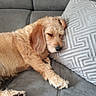 Nala a rejoint le concours — aidez-le/la à gagner de superbes lots ! animal, brown, comfort, couch, cozy, dog, ear, fur, furniture, home, indoor, nose, paw, pet, pillow, quiet, relaxed, resting, sleeping, soft