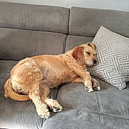 Nala participe au concours pour gagner de l'argent avec cette photo : animal, brown, canine, comfort, couch, cozy, dog, domestic_animal, fur, furniture, gray, home, indoor, mammal, nap, pet, pillow, relaxing, resting, sleeping