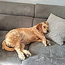 animal, brown, canine, comfort, couch, cozy, dog, domestic_animal, fur, furniture, gray, home, indoor, mammal, nap, pet, pillow, relaxing, resting, sleeping