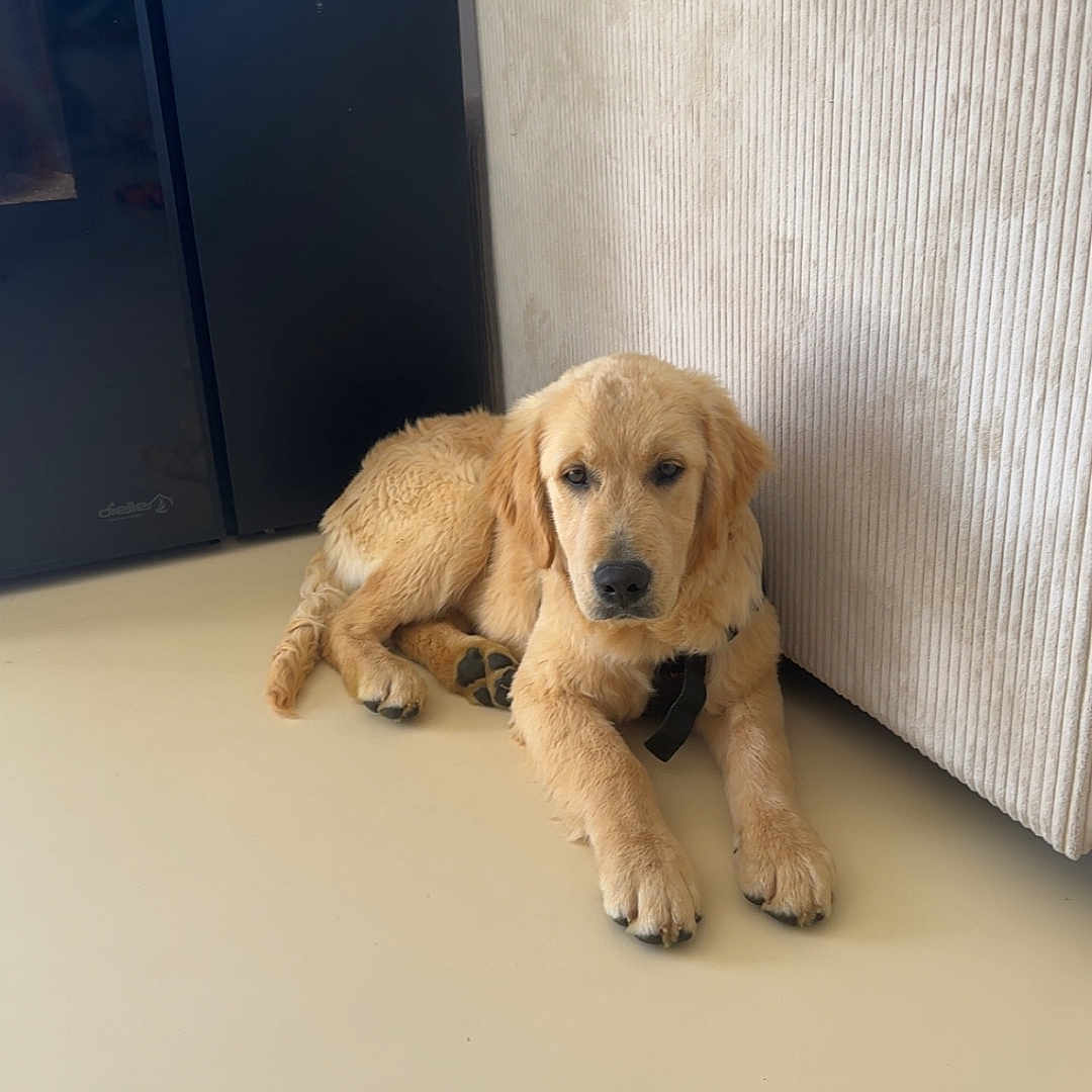 Tokyo participe au concours pour gagner de l'argent avec cette photo : beige, brown, canine, companion, couch, curtain, dog, domestic_animal, floor, furniture, golden_retriever, indoor, light, looking, lying_down, pet, puppy, relaxed, window, young_dog
