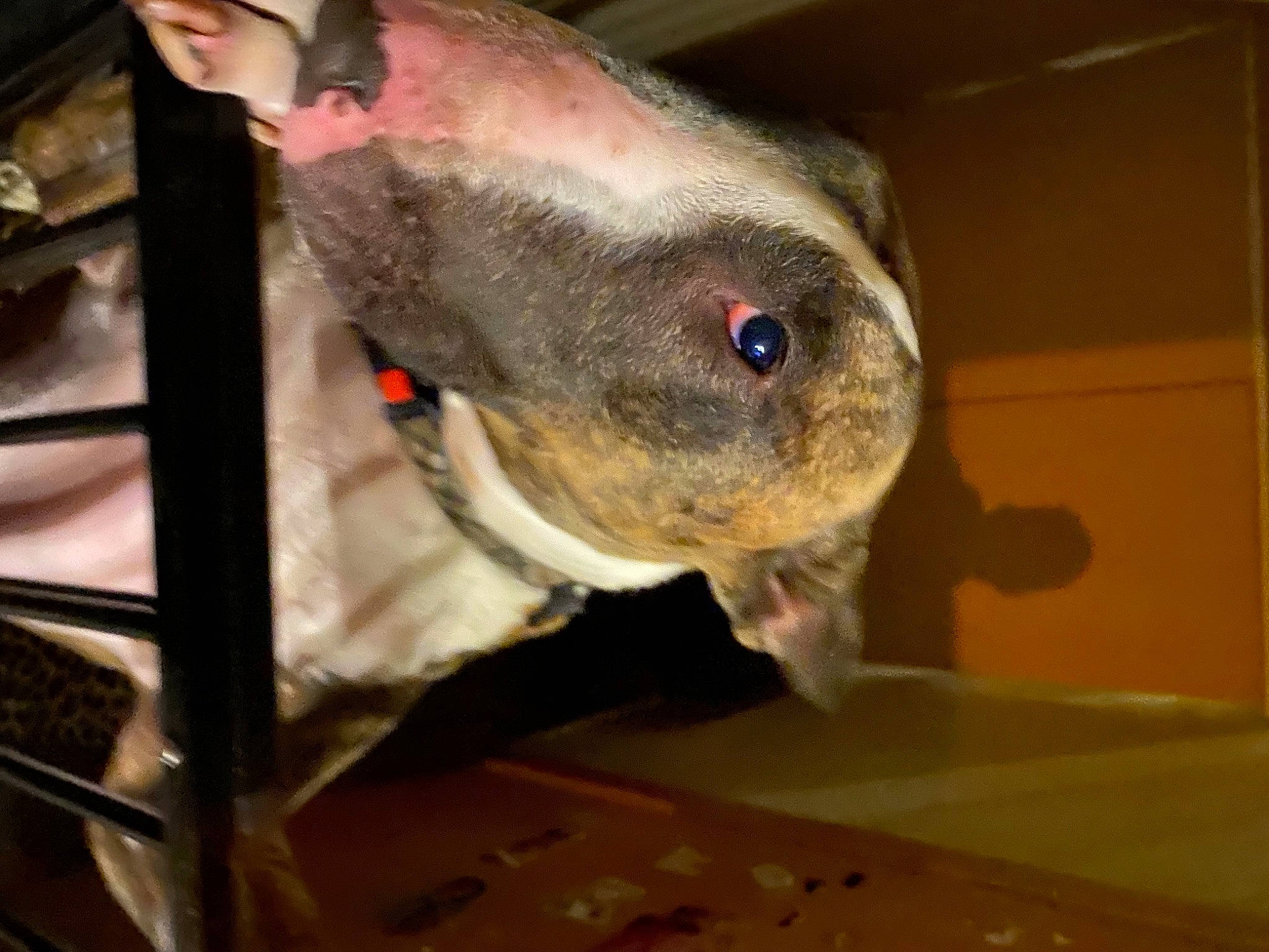 Patton a rejoint le concours — aidez-le/la à gagner de superbes lots ! american_pit_bull_terrier, american_staffordshire_terrier, canidae, carnivore, dog, dog_breed, fawn, non_sporting_group, snout