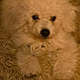 puppy, dog, fluffy, cream_color, pet, cute, indoor, carpet, fur, animal, relaxed, lying_down, closeup, small_dog, adorable, canine, soft_texture, home, cozy, companion