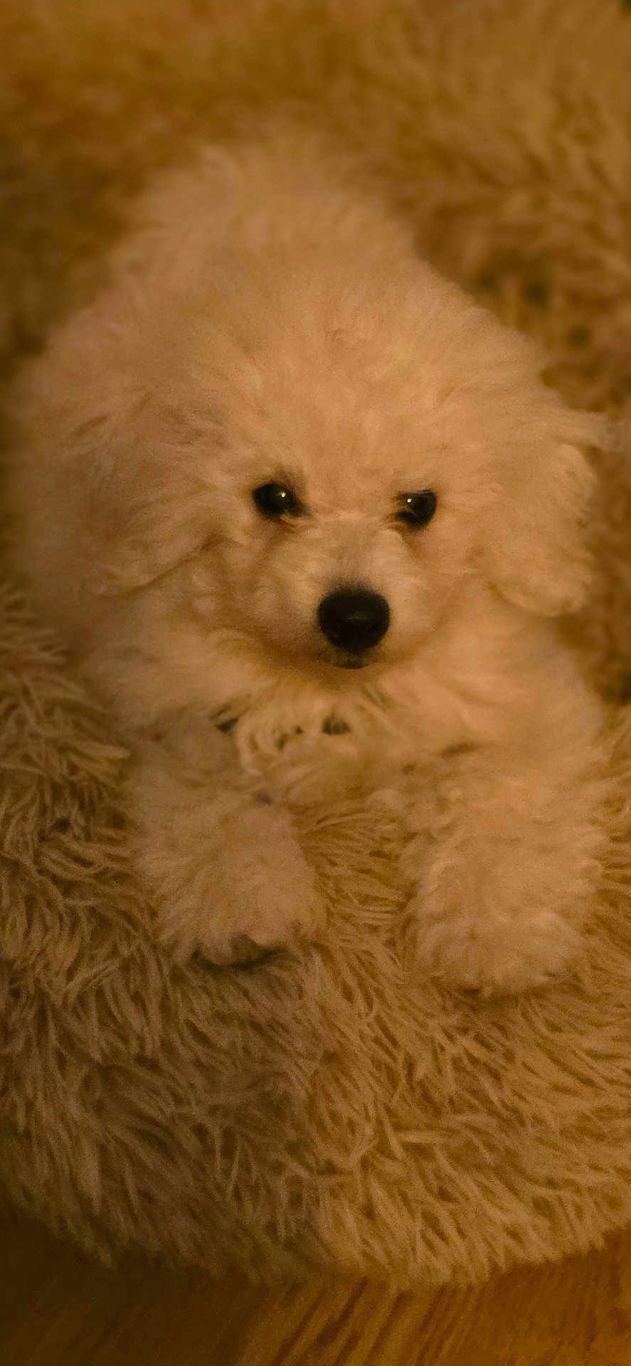Andy a rejoint le concours — aidez-le/la à gagner de superbes lots ! puppy, dog, fluffy, cream_color, pet, cute, indoor, carpet, fur, animal, relaxed, lying_down, closeup, small_dog, adorable, canine, soft_texture, home, cozy, companion
