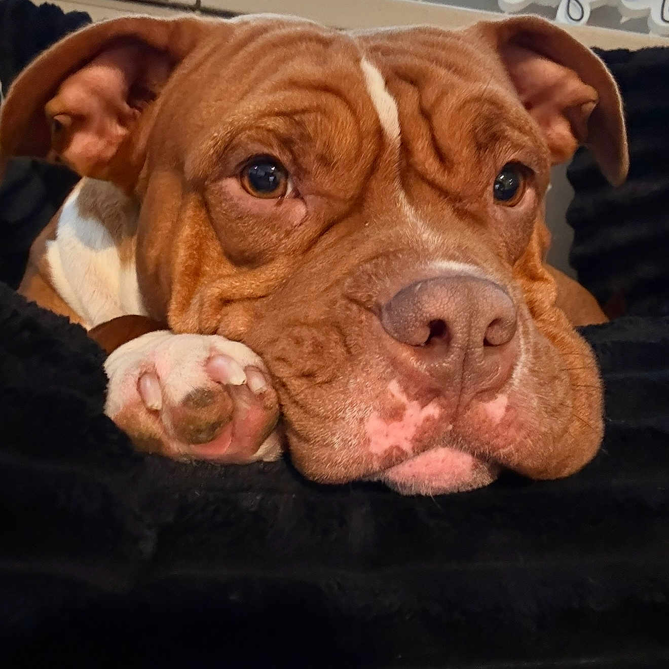 Luna is registered to the contest to win money with this photo: animal, blanket, bostonbull, boxer, bulldog, canine, dog, face, frenchbulldog, head, hound, person, pet, photography, pitbull, portrait, puppy, quilt, sleeping, snout