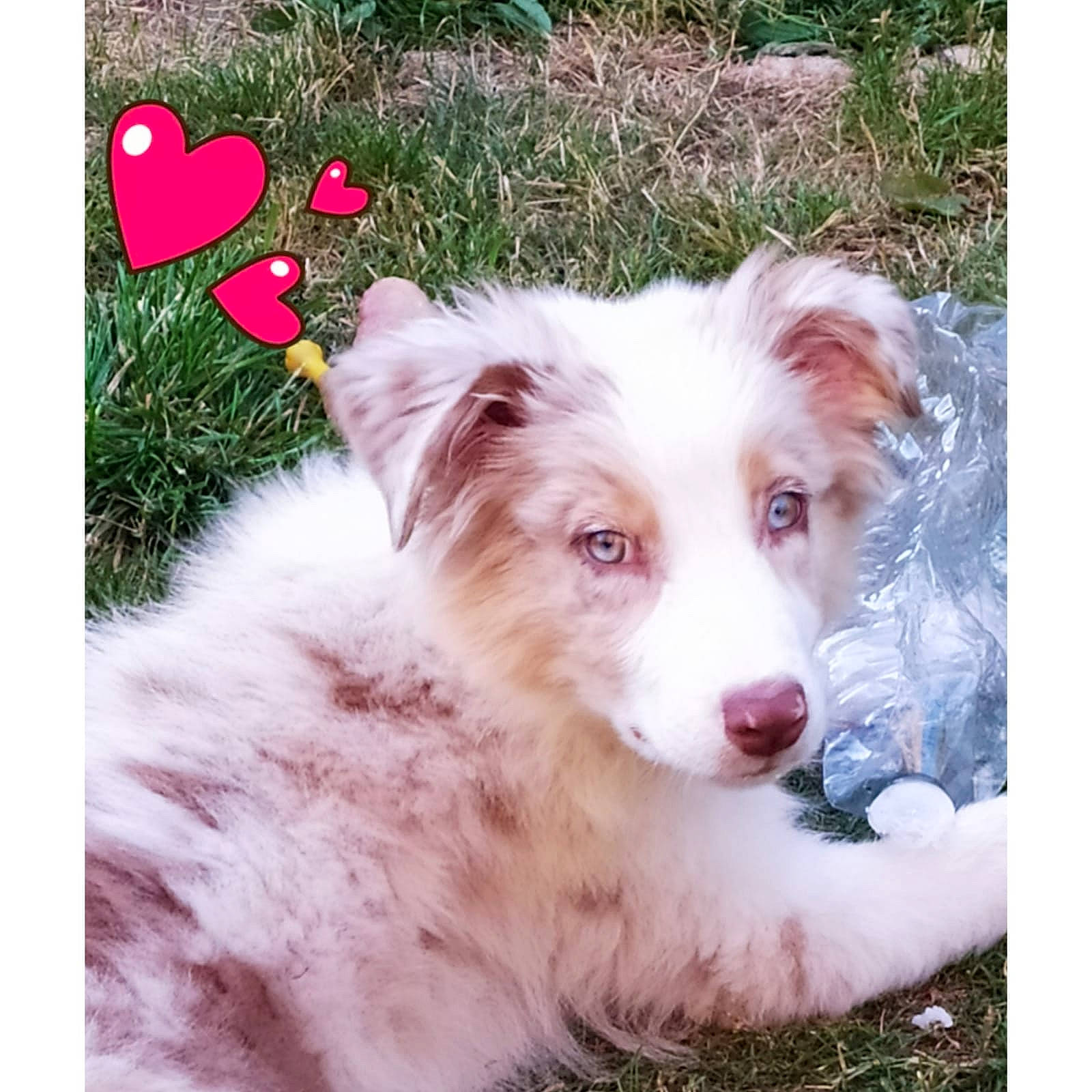 Rubie a rejoint le concours — aidez-le/la à gagner de superbes lots ! australian_shepherd, border_collie, canidae, carnivore, companion_dog, dog, dog_breed, fawn, fur, grass, happy, herding_dog, puppy, rectangle, snout, sporting_group, whiskers, working_animal, working_dog