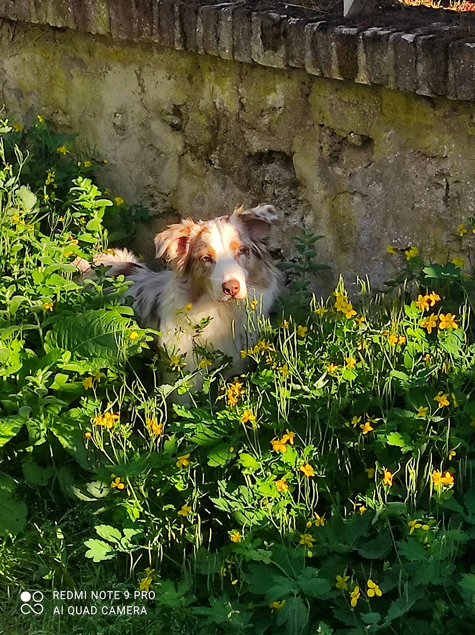 Rubie participe au concours pour gagner de l'argent avec cette photo : annual_plant, art, carnivore, companion_dog, fawn, felidae, flower, flowering_plant, garden, grass, grass_family, groundcover, herbaceous_plant, landscape, petal, plant, shrub, spring, wildflower, wildlife