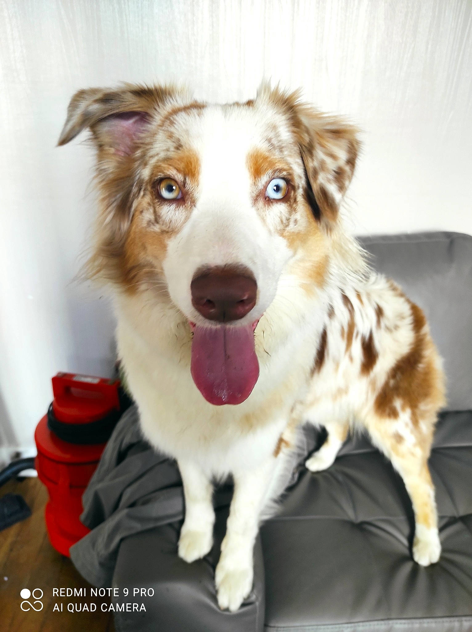 Rubie participe au concours pour gagner de l'argent avec cette photo : ball, canidae, carnivore, companion_dog, couch, dog, dog_breed, fur, herding_dog, plant, snout, sporting_group, whiskers, working_dog