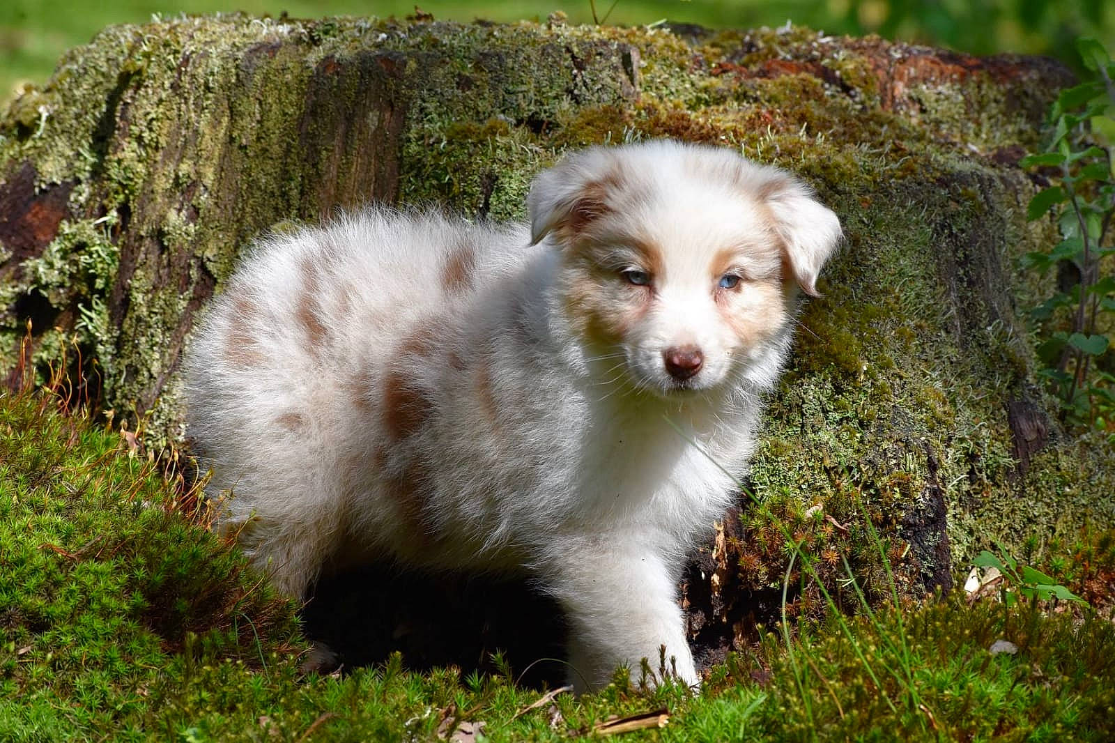 Rubie participe au concours pour gagner de l'argent avec cette photo : ancient_dog_breeds, canidae, carnivore, companion_dog, dog, dog_breed, forest, grass, groundcover, natural_landscape, plant, snout, sporting_group, terrestrial_animal, whiskers, wildlife, working_animal, working_dog